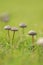 Wild mushroom on grassland when spring and summer come,in nature outdoor forest hope and life concept