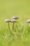 Wild mushroom on grassland when spring and summer come,in nature outdoor forest hope and life concept