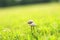 Wild mushroom on grassland when spring and summer come,in nature outdoor forest hope and life concept