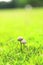 Wild mushroom on grassland when spring and summer come,in nature outdoor forest hope and life concept