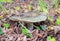 Wild mushroom greasy green brittlegill (Russula heterophylla) in closeup