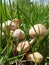 Wild mushroom in green grass on summer. vegetarian food in nature