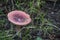 Wild Mushroom Growing on Forest Floor