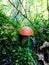 Wild mushroom growing in the forest between moss, orange cup