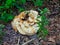 Wild Mushroom Large Polypore Growing from Wood Chipped Trail