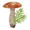Wild mushroom and moss watercolor hand drawn botanical realistic illustration. Forest boletus isolated on white background. Great
