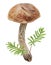 Wild mushroom and moss watercolor hand drawn botanical realistic illustration. Forest boletus isolated on white background. Great