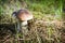Wild mushroom on mossy hillock