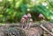 Wild mushroom in Oregon wilderness