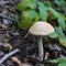 Wild mushroom. Picking mushrooms. Autumn forest.