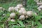 Wild Mushroom Plant