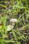 Wild mushroom rising from the ground