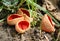 Wild mushroom Scarlet Elf Cup Sarcoscypha coccinea