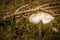 Wild mushroom in the undergrowth