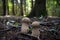 Wild mushrooming picking in the forest