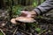 Wild mushrooming picking in the forest