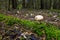 Wild mushrooming picking in the forest