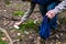 Wild mushrooming picking in the forest