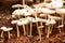 Wild mushrooms 10493