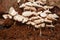 Wild mushrooms 10498