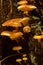 Wild Mushrooms