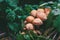 Wild mushrooms `Armillaria melea` in the autumn forest