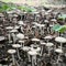 Wild Mushrooms field in indonesia taken with macro shot