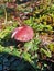 Wild mushrooms in the forest