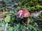 Wild mushrooms in the forest