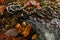 Wild mushrooms in forest field