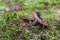 Wild mushrooms in the forest, nature background