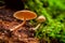 Wild mushrooms on a forest stump in green forest