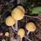 Wild mushrooms of the genus Psathyrella close-up against the background of forest ground.