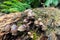 Wild mushrooms growing on a fallen log