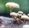 Wild mushrooms growing in a jungle