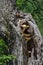Wild mushrooms growing in maple tree