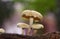 Wild mushrooms growing in a rain forest