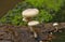 Wild mushrooms growing in a rain forest with green background