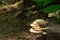 Wild mushrooms growing on the timber. Growth on moist air