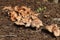 Wild mushrooms growing in wood chips