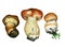 Wild mushrooms. Hand drawn watercolor painting