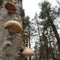 Wild mushrooms from a humid forest in Quebec.