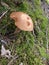 Wild mushrooms from a humid forest in Quebec.