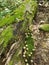 Wild mushrooms from a humid forest in Quebec.