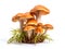 Wild mushrooms isolated on white, wild fungus with grass, ferns and moss, generated ai