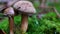 Wild mushrooms on moss ground