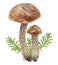 Wild mushrooms and moss watercolor hand drawn botanical realistic illustration. Forest boletus isolated on white background. Great