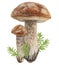 Wild mushrooms and moss watercolor hand drawn botanical realistic illustration. Forest boletus isolated on white background. Great