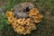 Wild mushrooms in the stumps of felled trees