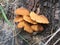 Wild mushrooms under the tree